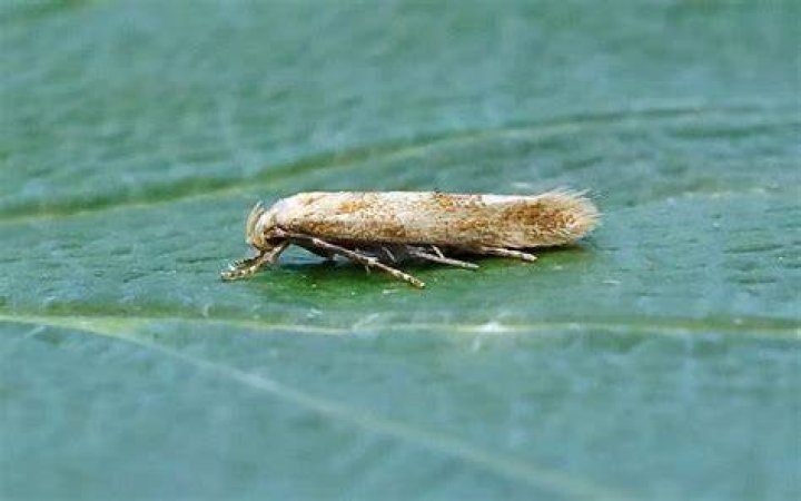 010 Mompha epilobiella British Lepidoptera
