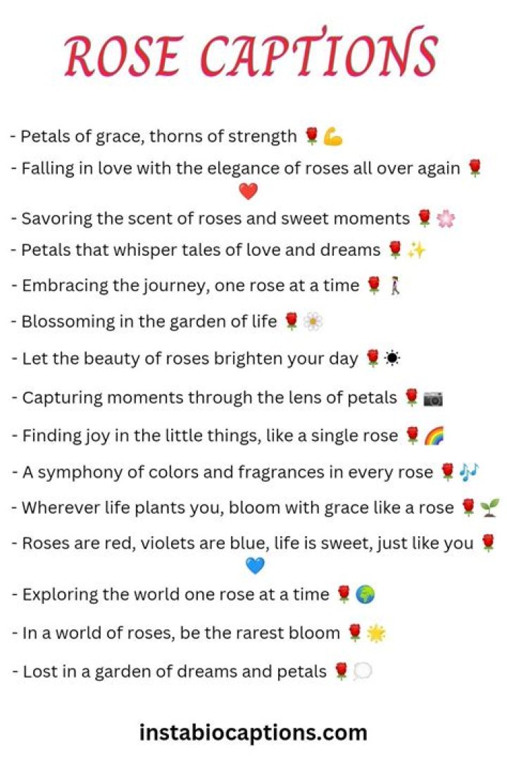 230+ Best Rose Captions For Instagram & Quotes