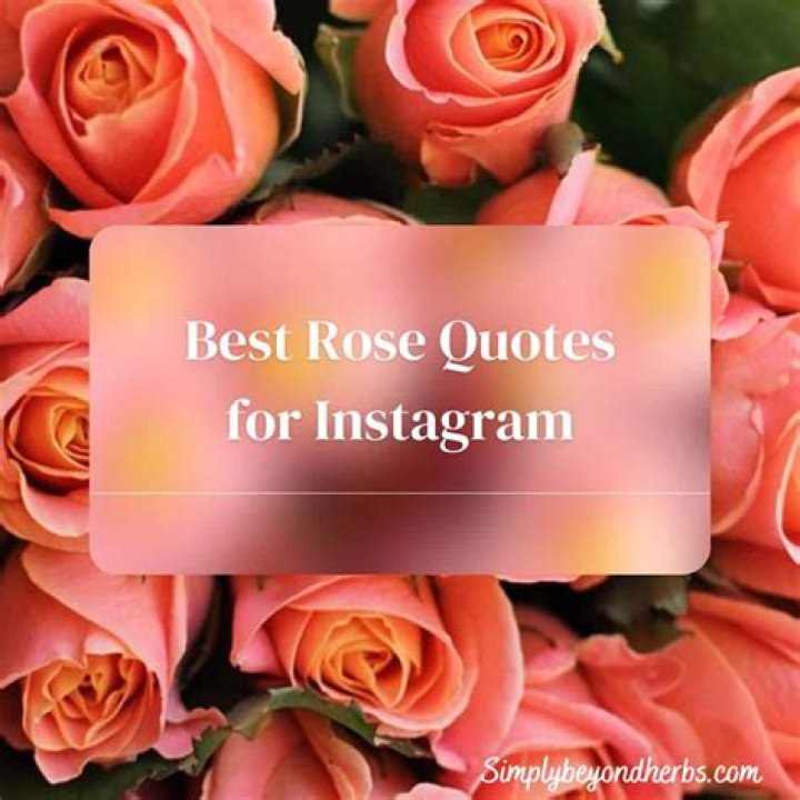 Best Rose Quotes For Instagram + Rose And Flower Captions