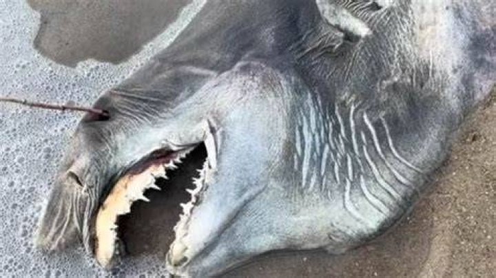 Bizarre Sea Creature With Needle-Like Teeth Washes Ashore In US, Internet Baffled