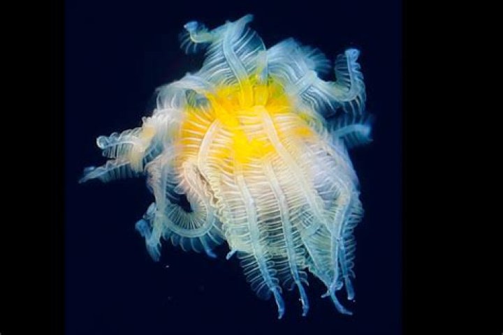 Bizarre Sea Creature With Needle-Like Teeth Washes Ashore In US, Internet Baffled Bizarre Sea Creature With Needle-Like Teeth Washes Ashore In US, Internet Baffled