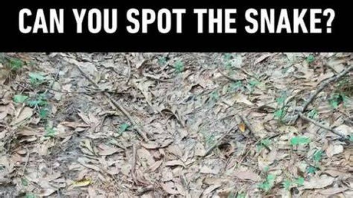 Can You Spot a Snake in this Image? Explanation and Solution to the Optical Illusion