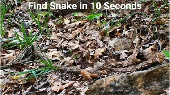 Can You Spot a Snake in this Image? Explanation and Solution to the Optical Illusion Can You Spot a Snake in this Image? Explanation and Solution to the Optical Illusion