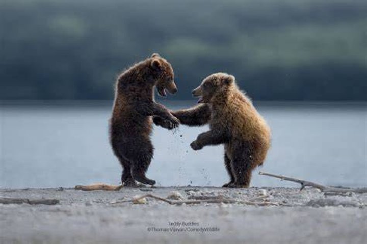 Comedy Wildlife Photography Awards 2023: Get the Finalists List