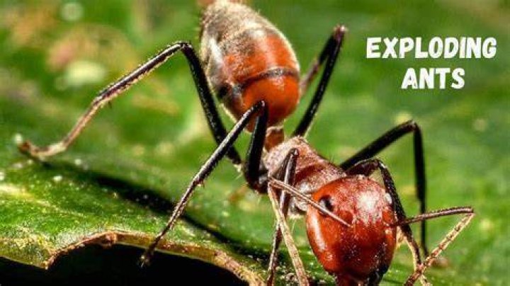 Consequences: In another explosive part, Ant says that Christina failed to inform him that her family had gotten COVID and returned Hudson to his care without proper precautions; the move ended up shutting down production on Renee Zellweger, Ant's girlfriend's, latest film