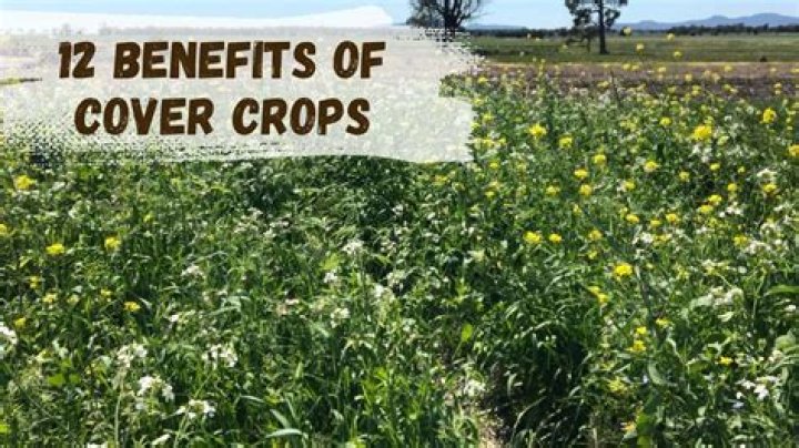 Cover Crops & God&rsquo;s Renewal An Interview with Dave Robison Whole Faith Living EarthCover