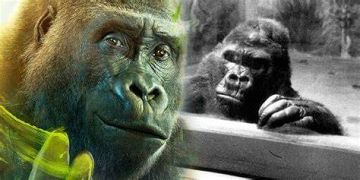 Is The One And Only Ivan A True Story? The One and Only Ivan Ending Explained, Plot, Cast, And More