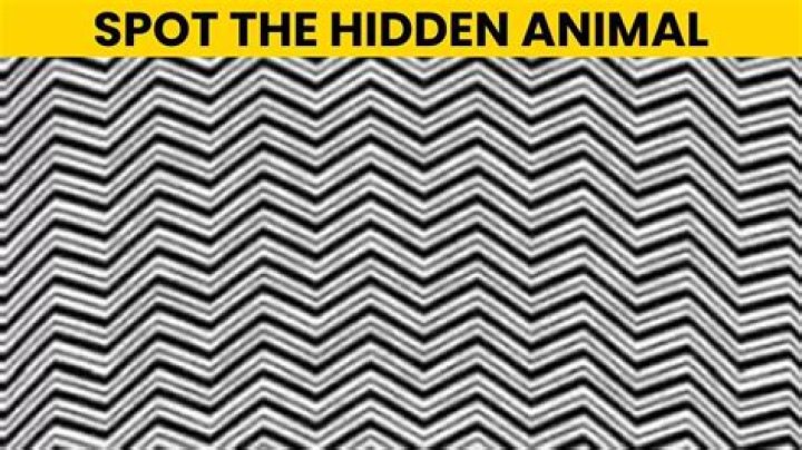Optical Illusion Brain Test: If you have Sharp Eyes find the Word Hat among Hay in 12 Seconds Optical Illusion Brain Test: If you have Sharp Eyes find the Word Hat among Hay in 12 Seconds
