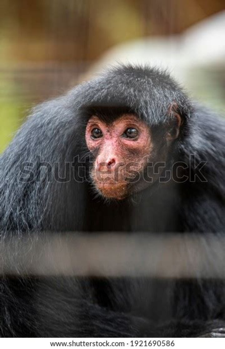 Red-faced spider monkey (Ateles paniscus) - ZooChat