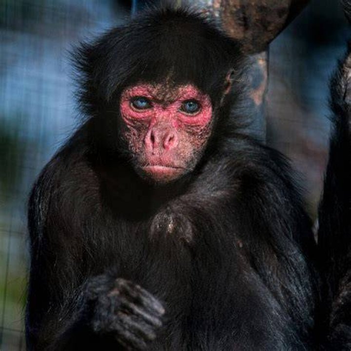 Red-faced Spider Monkey | Welsh Mountain Zoo