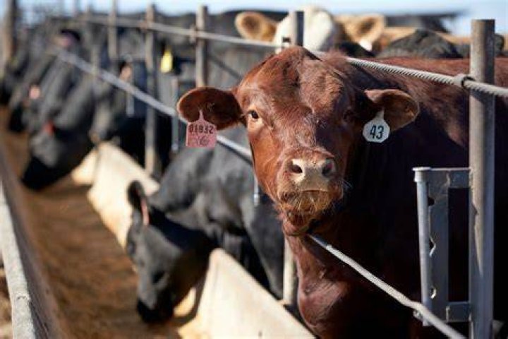 Russia ‘likely behind’ hack on world’s biggest meat supplier forcing US beef plant closures