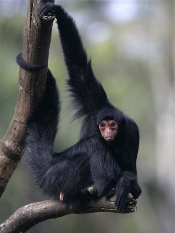 Spider Monkeys | New England Primate Conservancy