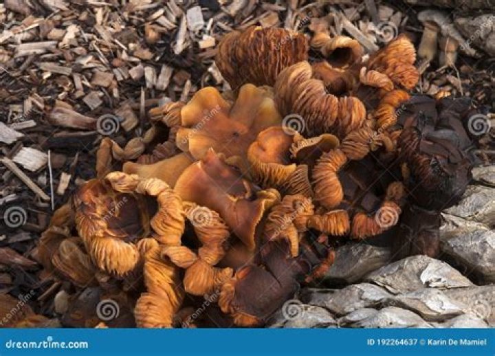 The mushrooms turned out to be dancers who performed with fans that stated 'EAT ME'