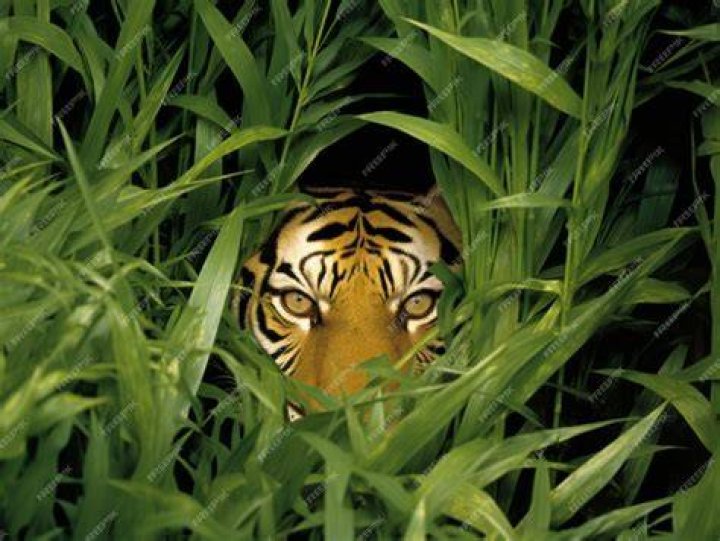 There Is A Tiger Hiding In This Image. Do You See It?