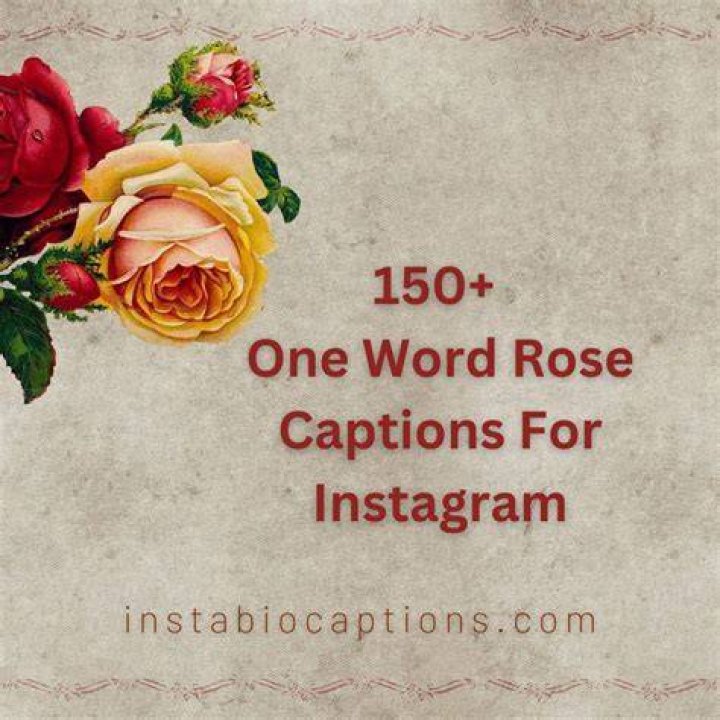 Top 150 Red Rose Captions For Instagram & Quotes