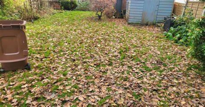 Warning not to rake up leaves in garden this winter